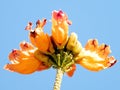 Or Yehuda flower of Spathodea campanulata 2010