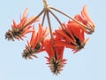 Or Yehuda Neve Savyon Coral Tree Flowers 2007