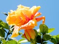 Or Yehuda orange Hibiscus 2011