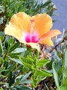 Or Yehuda orange Hibiscus 2010