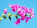 Or Yehuda Pink Bougainvillia 2010