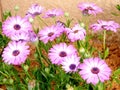 Or Yehuda Purple Osteospermum 2010