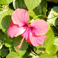 Or Yehuda Red Hibiscus isolated 2010