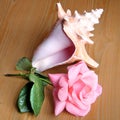 Or Yehuda Rose and Sea Shell 2010 Royalty Free Stock Photo