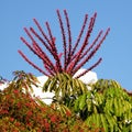 Or Yehuda Schefflera and Erythrina 2010