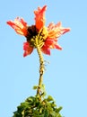 Or Yehuda Spathodea campanulata flower 2010