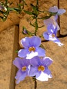 Or Yehuda Thunbergia Grandiflora branch 2010