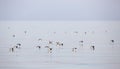 Yelkouan Shearwater in Flight Royalty Free Stock Photo