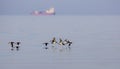 Yelkouan Shearwater in Flight Royalty Free Stock Photo