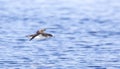 Yelkouan Shearwater in Flight Royalty Free Stock Photo