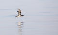 Yelkouan Shearwater in Flight Royalty Free Stock Photo