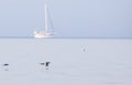 Yelkouan Shearwater in Flight Royalty Free Stock Photo