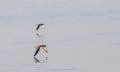 Yelkouan Shearwater in Flight Royalty Free Stock Photo