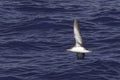 Yelkouan Shearwater, Puffinus yelkouan in flight Royalty Free Stock Photo