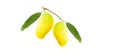Yellew ripe mango on a white background. Royalty Free Stock Photo