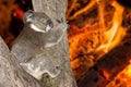 Yelling crying koala in australia bush fire Royalty Free Stock Photo