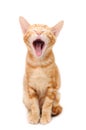 Yelling orange tabby kitten