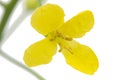 Yelliw flowers of cabbage, isolated on white background