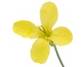 Yelliw flowers of cabbage, isolated on white background