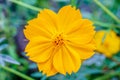 Yelllow camomile or chamomile flower with yellow pollen in macro shot.