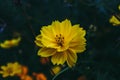 Yelllow camomile or chamomile flower with yellow pollen in macro shot.