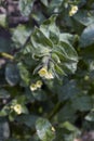 Nonea lutea in bloom Royalty Free Stock Photo