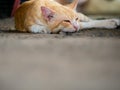 Yelllow White Cat is so Sleepy That Heavy-eyed Royalty Free Stock Photo
