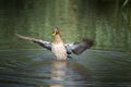 Yellow Billed Duck, flapping its wings. Royalty Free Stock Photo