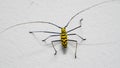 Yello Bug Royalty Free Stock Photo