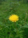 Yello coloured flower on the ground which is also a herbal plant