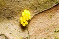 Yello Insect Eggs