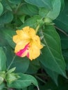 Yello jungal flower