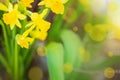 Yello narcissus flowers, daffodil flower, spring backgrouns with bokeh Royalty Free Stock Photo