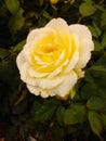 Yello Rose