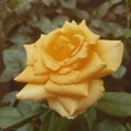 Yello rose flower. Flower on drops