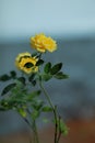 Yello rose flower