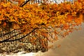 Yello trees in an autumn park. A pond and trees reflection.