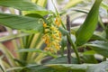 Yelloe flower of Globba winiti bloom in the garden.