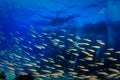 Yellof fish shoal underwater against blue water background