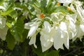 Yellof flower of Mussaenda philippica, Dona Luz or Dona Queen Sirikit bloom and white cotyledon in the garden.