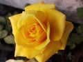 Yelloow rose Royalty Free Stock Photo