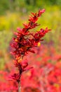 Yellov berries on the bush with red leaves. Royalty Free Stock Photo