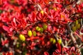 Yellov berries on the bush with red leaves Royalty Free Stock Photo