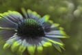 Yellov-blue garden flower on a green blurred background bokeh. Close-up. Floral background. Soft focus.Bbloom in the sun. Royalty Free Stock Photo