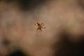 Yellow Abdomen on an Marbled Orbweaver Spider Royalty Free Stock Photo