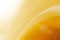 Yellow abstract and sunlight backgroud. Royalty Free Stock Photo