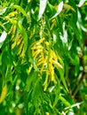 Yellow Acacia auriculiformis flowers with green leaves on tree.