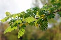 Yellow acacia branch Royalty Free Stock Photo