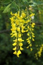 Yellow acacia bush in bloom or Caragana arborescens Royalty Free Stock Photo