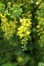 Yellow acacia bush in bloom or Caragana arborescens Royalty Free Stock Photo